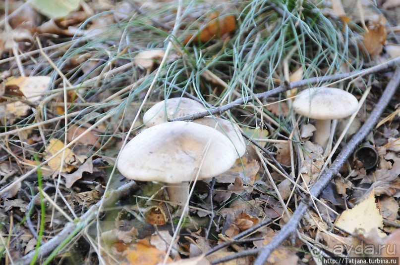 Секретная пробежка за грибами