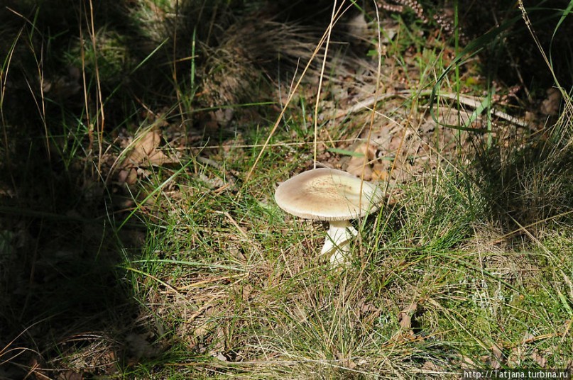 Секретная пробежка за грибами