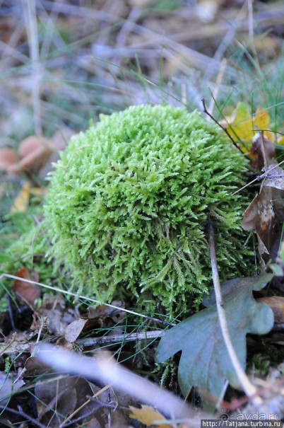Секретная пробежка за грибами