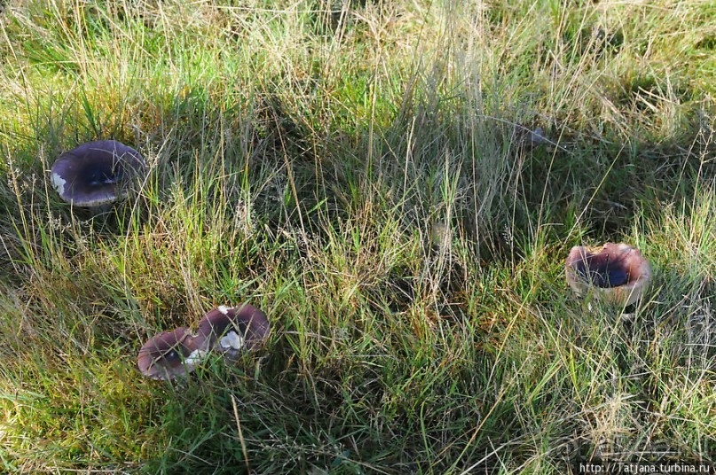 Секретная пробежка за грибами