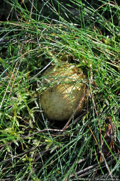 Секретная пробежка за грибами