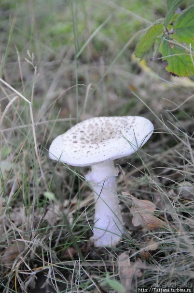 Секретная пробежка за грибами