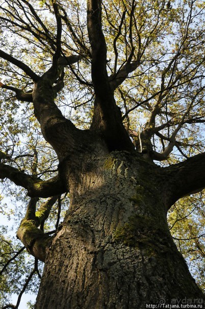 Секретная пробежка за грибами