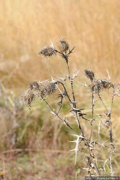 Секретная пробежка за грибами