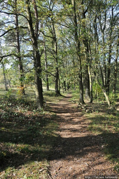 Секретная пробежка за грибами