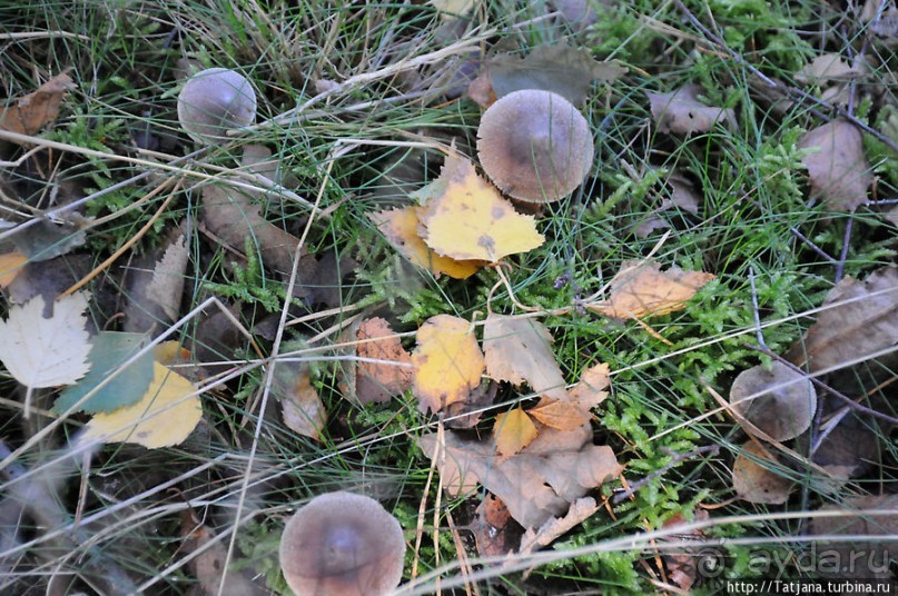 Секретная пробежка за грибами