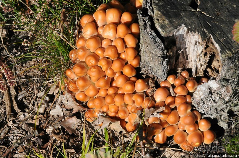 Секретная пробежка за грибами