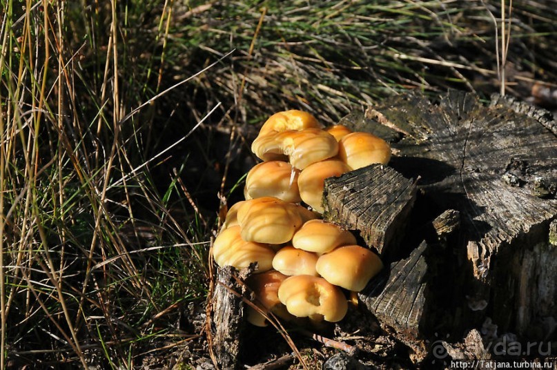 Секретная пробежка за грибами