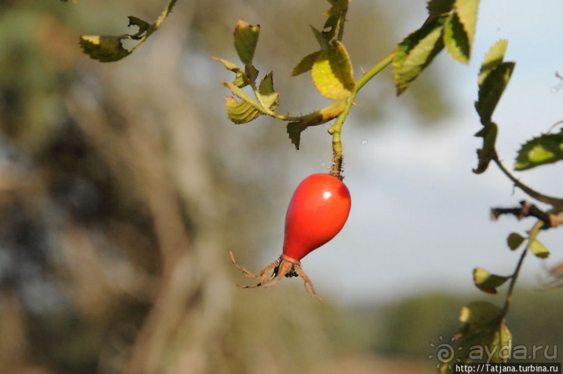 Секретная пробежка за грибами