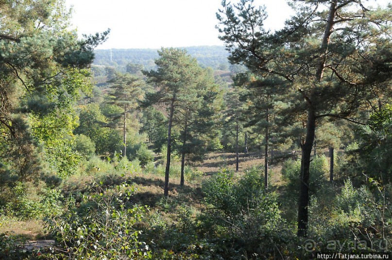 Секретная пробежка за грибами