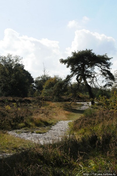 Секретная пробежка за грибами