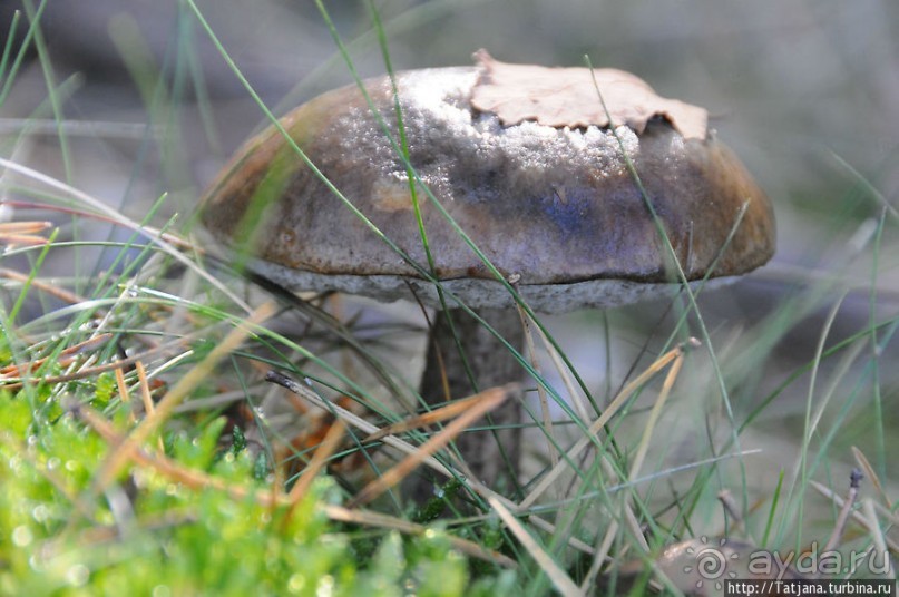 Секретная пробежка за грибами