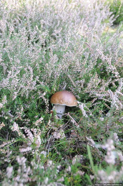 Секретная пробежка за грибами