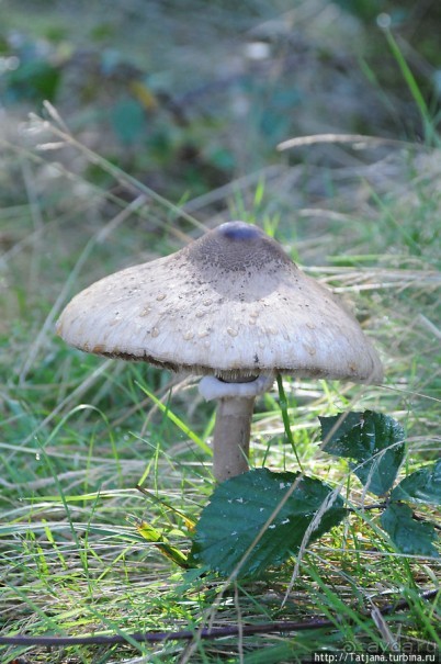 Секретная пробежка за грибами