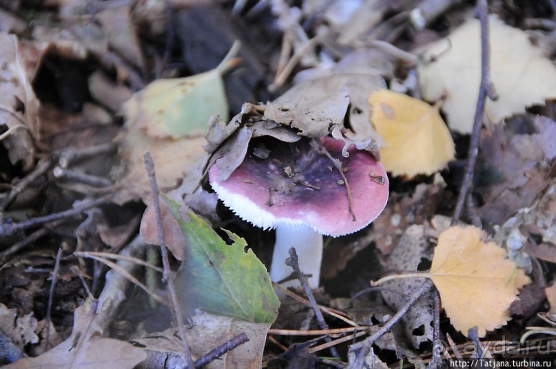 Секретная пробежка за грибами