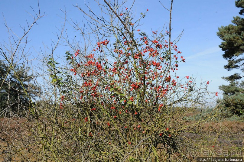 Секретная пробежка за грибами