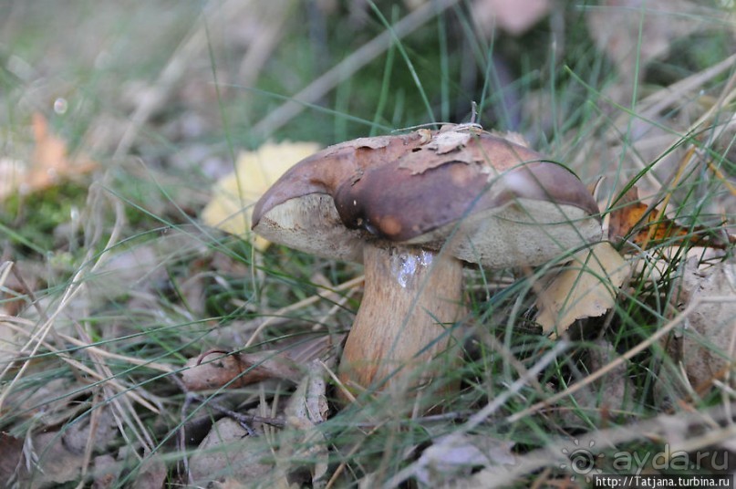 Секретная пробежка за грибами
