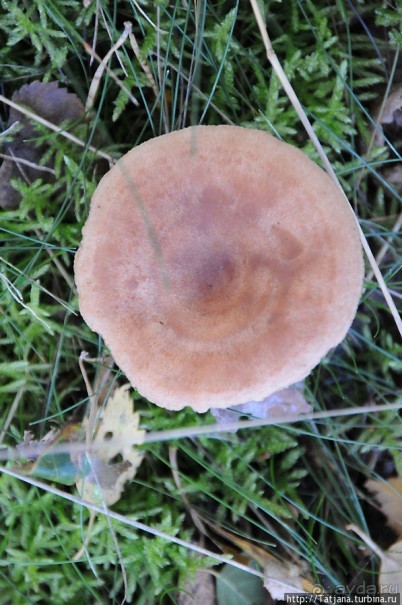 Секретная пробежка за грибами