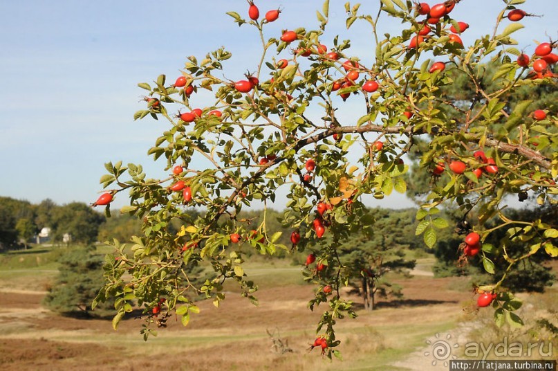 Секретная пробежка за грибами