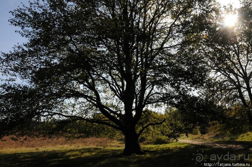 Секретная пробежка за грибами