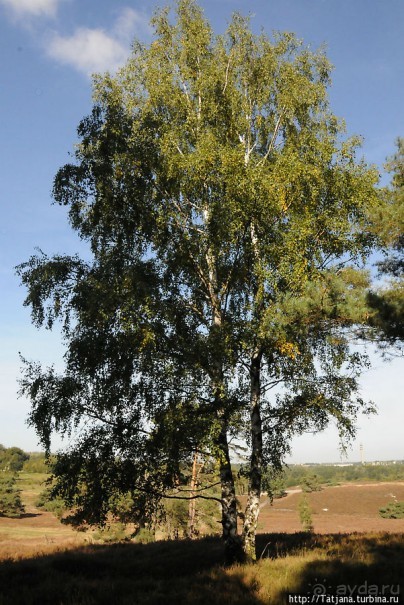 Секретная пробежка за грибами