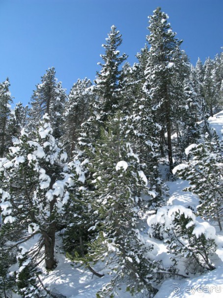 Швейцарские Альпы и чистый горный воздух