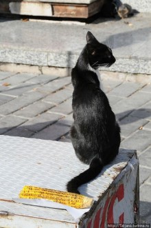 Быстрые зарисовки в Стамбуле