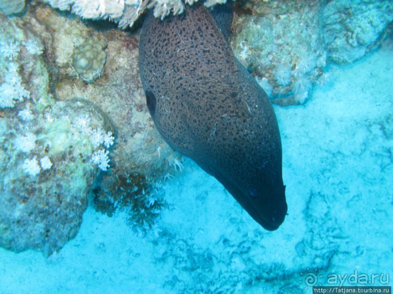 Замечательный отель с аквапарком в центре Хургады