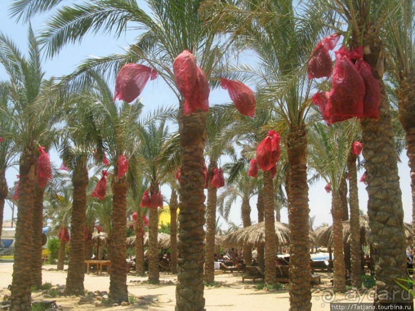 Замечательный отель с аквапарком в центре Хургады