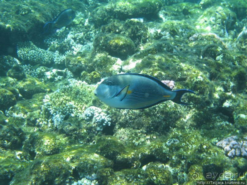 Замечательный отель с аквапарком в центре Хургады
