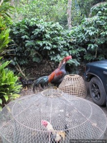 "Полет Гиббона" (Flight of the Gibbon)