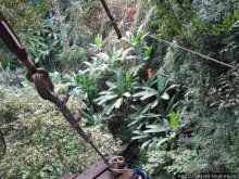 "Полет Гиббона" (Flight of the Gibbon)