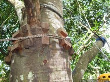 "Полет Гиббона" (Flight of the Gibbon)