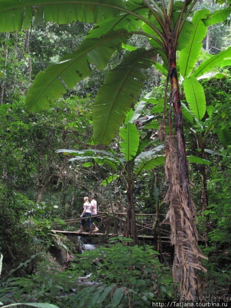 "Полет Гиббона" (Flight of the Gibbon)
