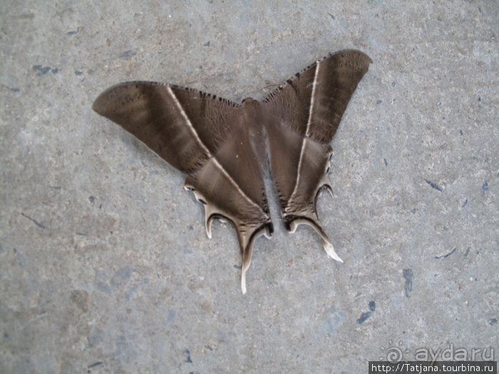 "Полет Гиббона" (Flight of the Gibbon)