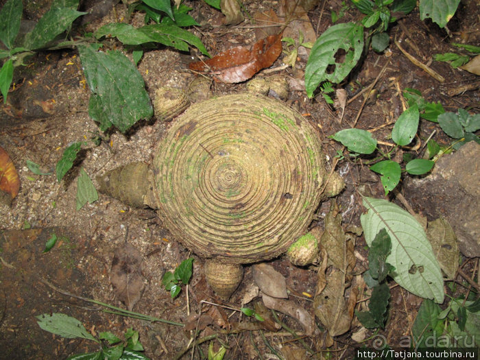 "Полет Гиббона" (Flight of the Gibbon)