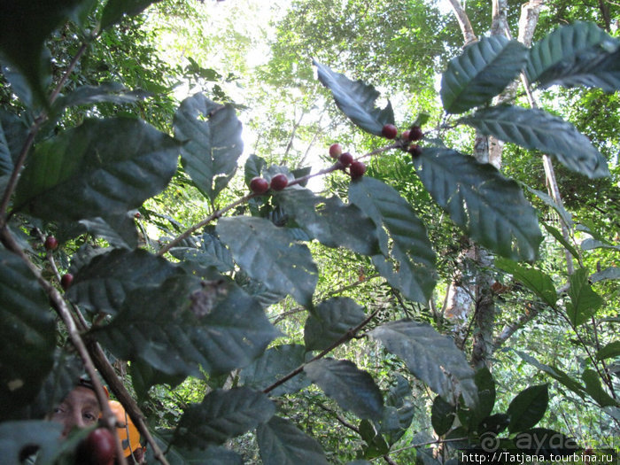 "Полет Гиббона" (Flight of the Gibbon)