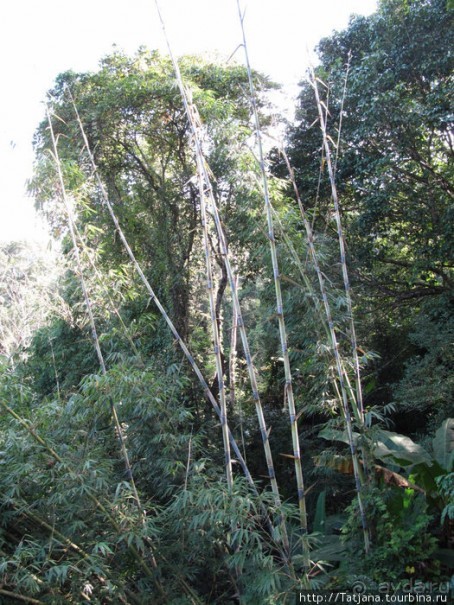 "Полет Гиббона" (Flight of the Gibbon)