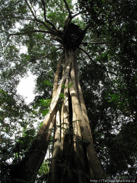 "Полет Гиббона" (Flight of the Gibbon)