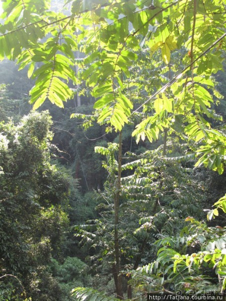 "Полет Гиббона" (Flight of the Gibbon)