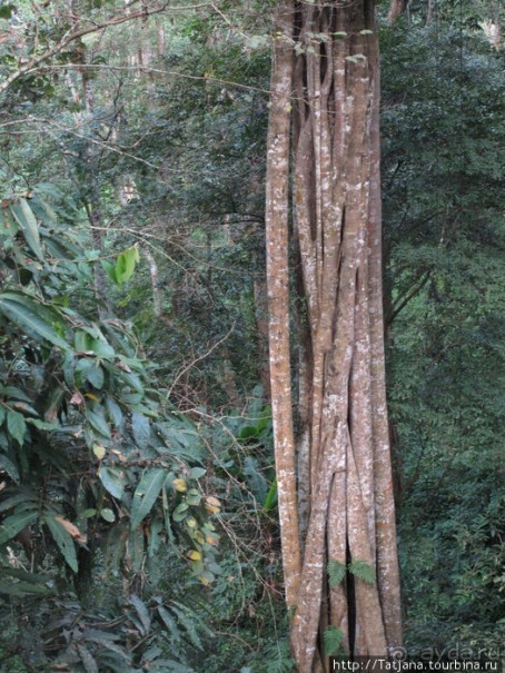 "Полет Гиббона" (Flight of the Gibbon)