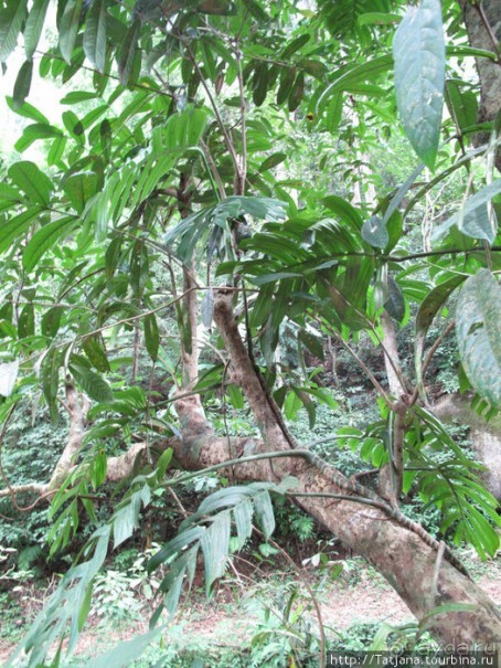 "Полет Гиббона" (Flight of the Gibbon)