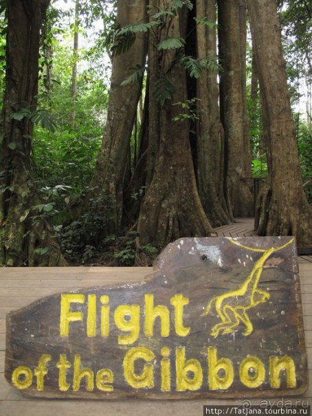 "Полет Гиббона" (Flight of the Gibbon)