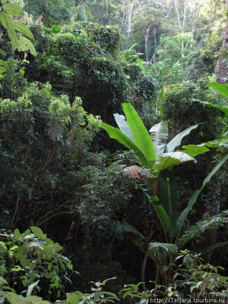 "Полет Гиббона" (Flight of the Gibbon)