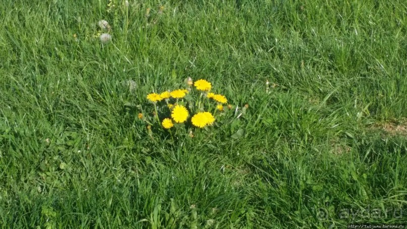 Весенняя прогулка в окресностях Nuth, ручей Aalbeek