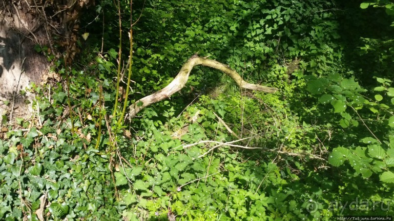 Весенняя прогулка в окресностях Nuth, ручей Aalbeek