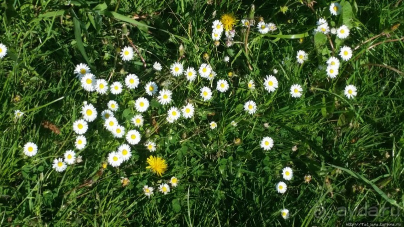 Весенняя прогулка в окресностях Nuth, ручей Aalbeek