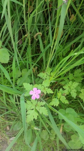 Весенняя прогулка в окресностях Nuth, ручей Aalbeek