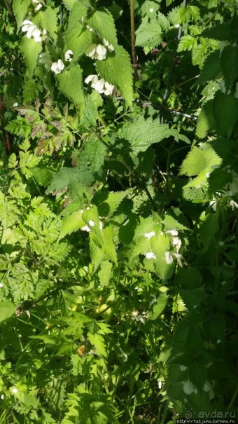 Весенняя прогулка в окресностях Nuth, ручей Aalbeek