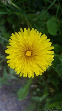 Весенняя прогулка в окресностях Nuth, ручей Aalbeek